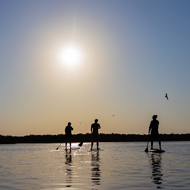 paddle boarding manglares yucatan