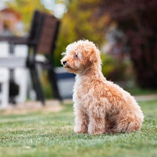 shutterstock_1994505404-1
