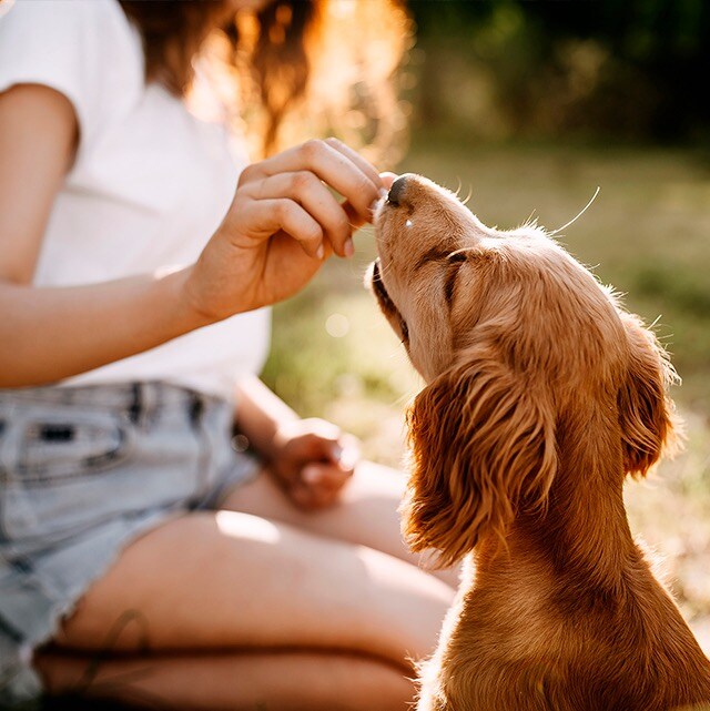 glamping petfriendly merida