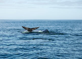 avistamiento de ballenas en Bahía Magdalena