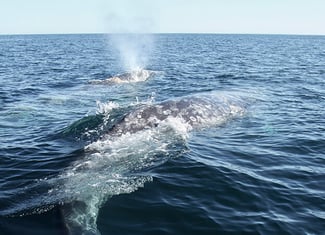 campamento para ver ballenas grises