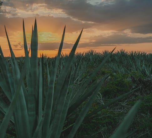 campo de henequen atardecer - bodas viatura